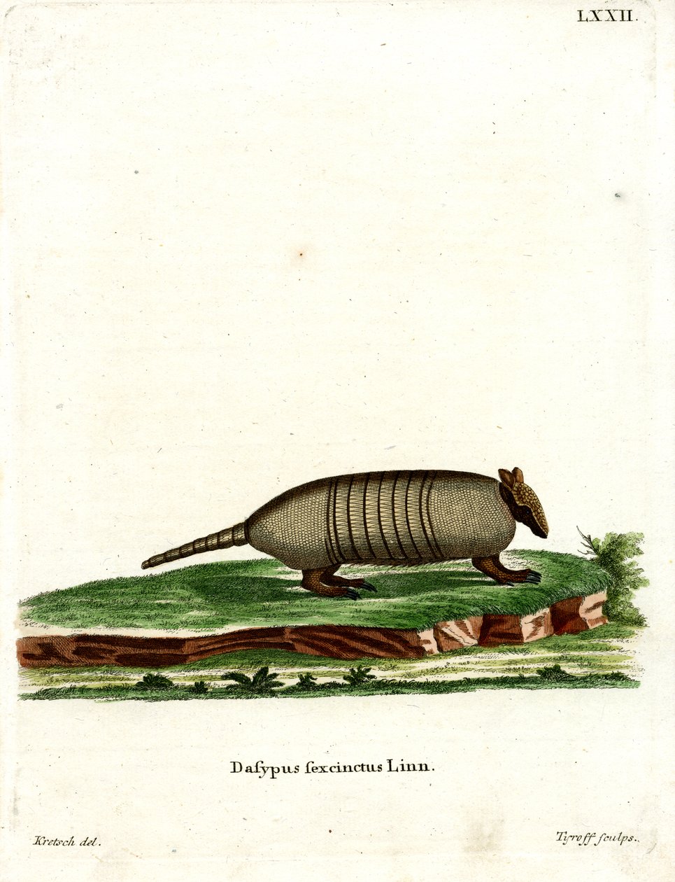 Altı bantlı Armadillo (renkli gravür) by German School