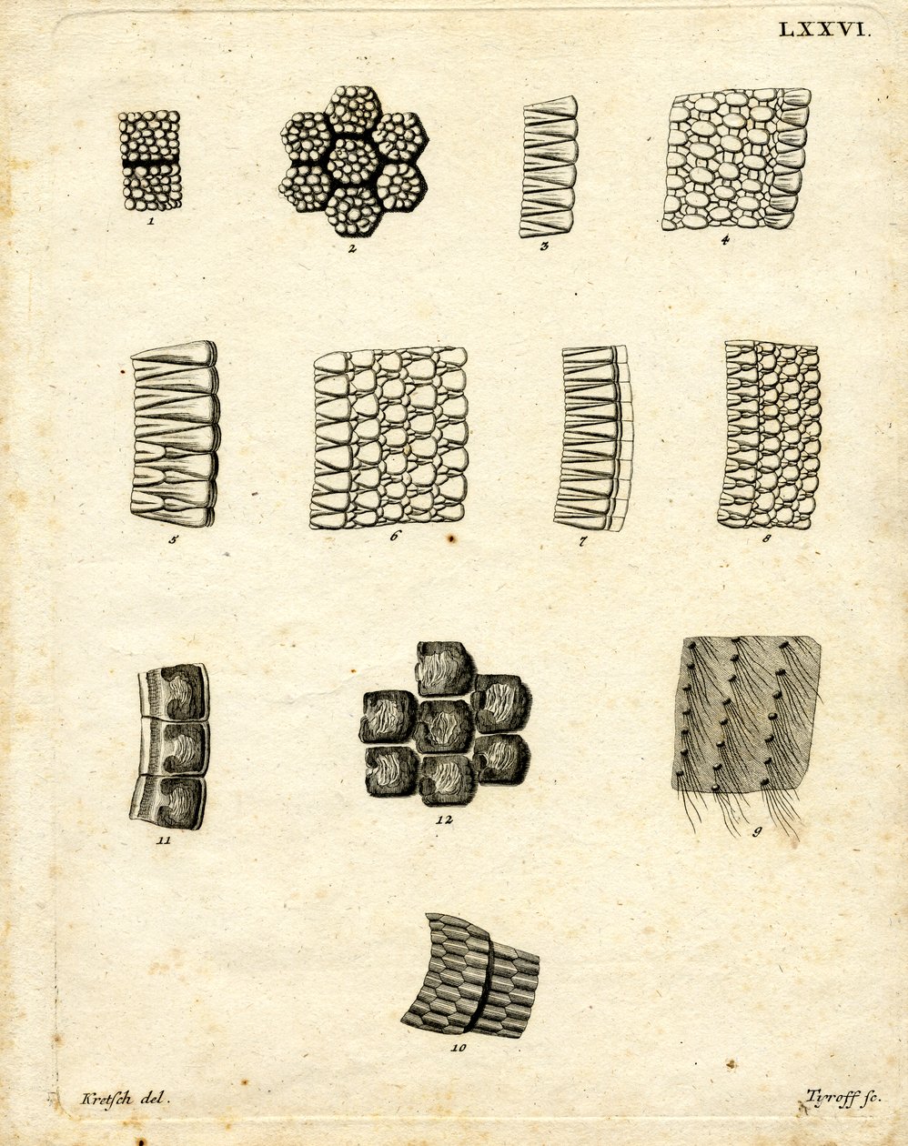Cilt Ölçekleri (renkli gravür) by German School