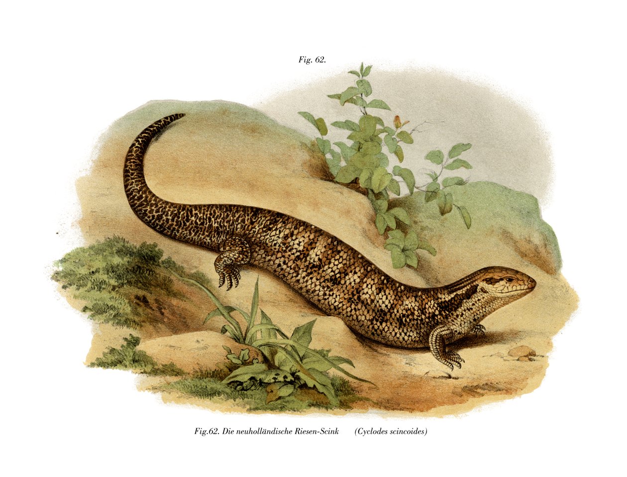 Skink (renkli lito) by German School