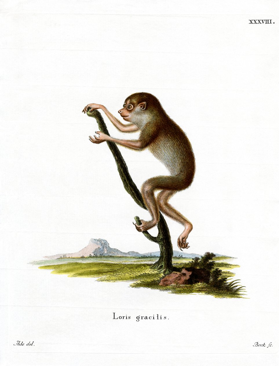 İnce Loris (renkli gravür) by German School