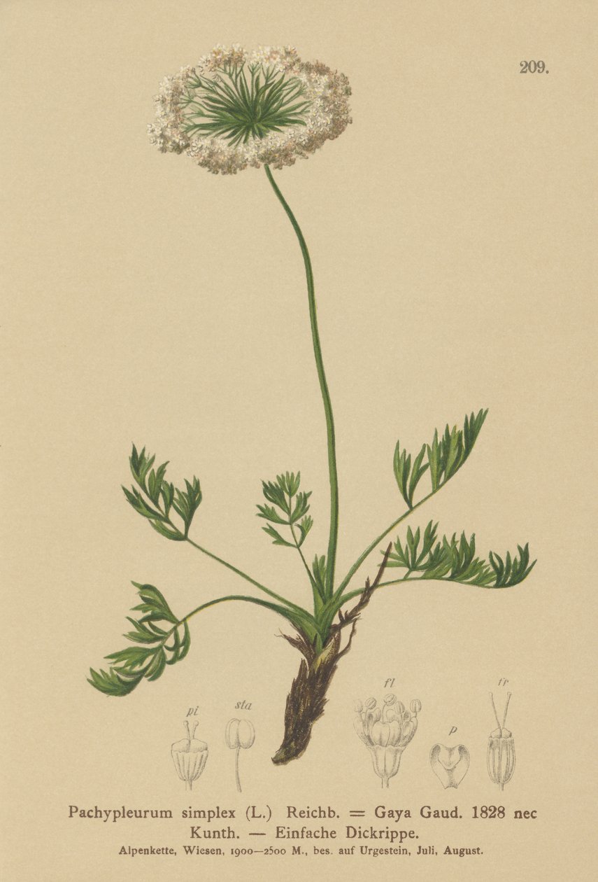 Küçük Alp Lovage (Pachypleurum mutellinoides, Pachypleurum simplex, Pachypleurum alpinum, Pachypleurum simplex, Neogaya simplex, Gaya simplex, Ligusticum simplex) by German School