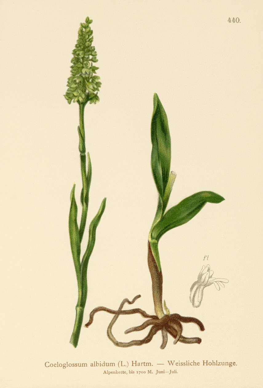 Küçük Beyaz Orkide (Satyrium albidum, Coeloglossum albidum, Leucorchis albida, Bicchia albida, Pseudorchis albida) by German School
