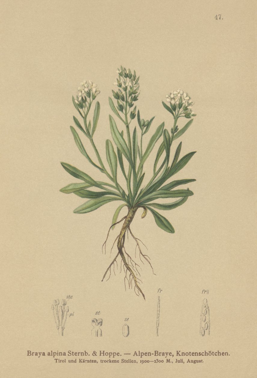 Pürüzsüz kuzey tere (Braya alpina, Sisymbrium alpinum) by German School