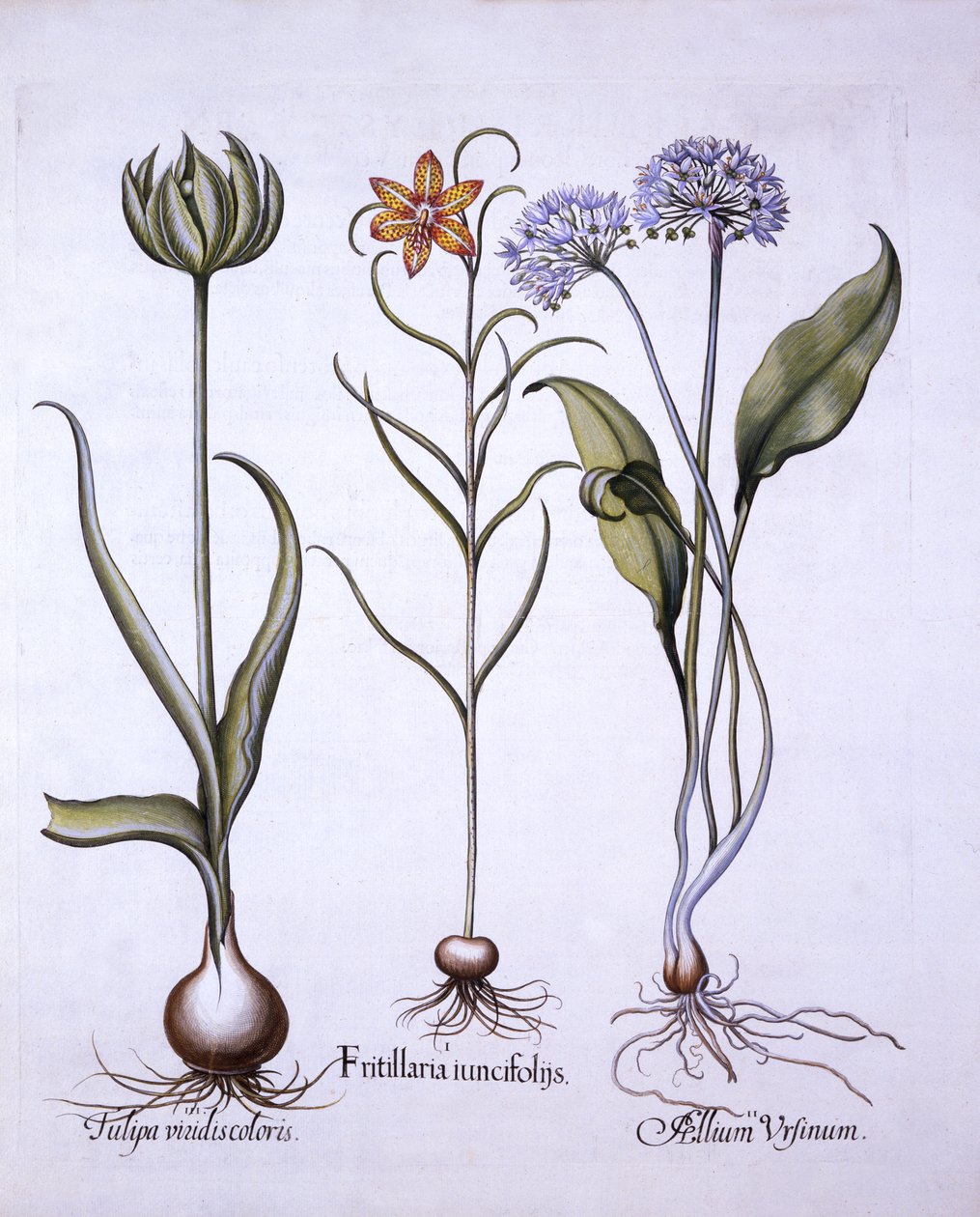 Yılanlar Başı Fritillary, Yabani Sarımsak ve Lale, Hortus Eystettensis