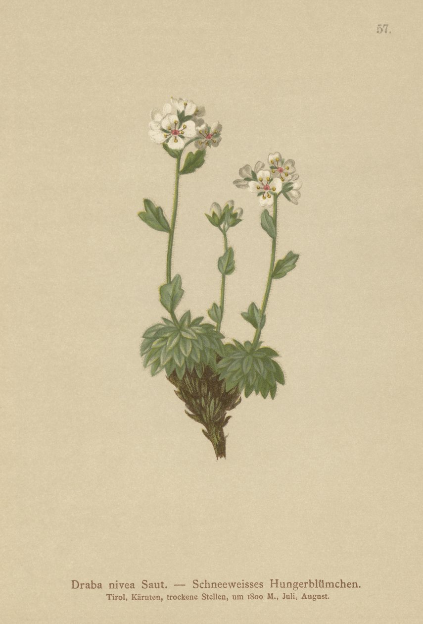 Kar beyazı Beyaz çimen (Draba nivea) by German School