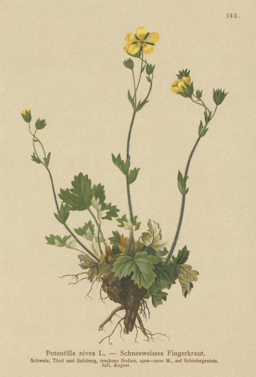 Kar Sinquefoil (Potentilla nivea) by German School