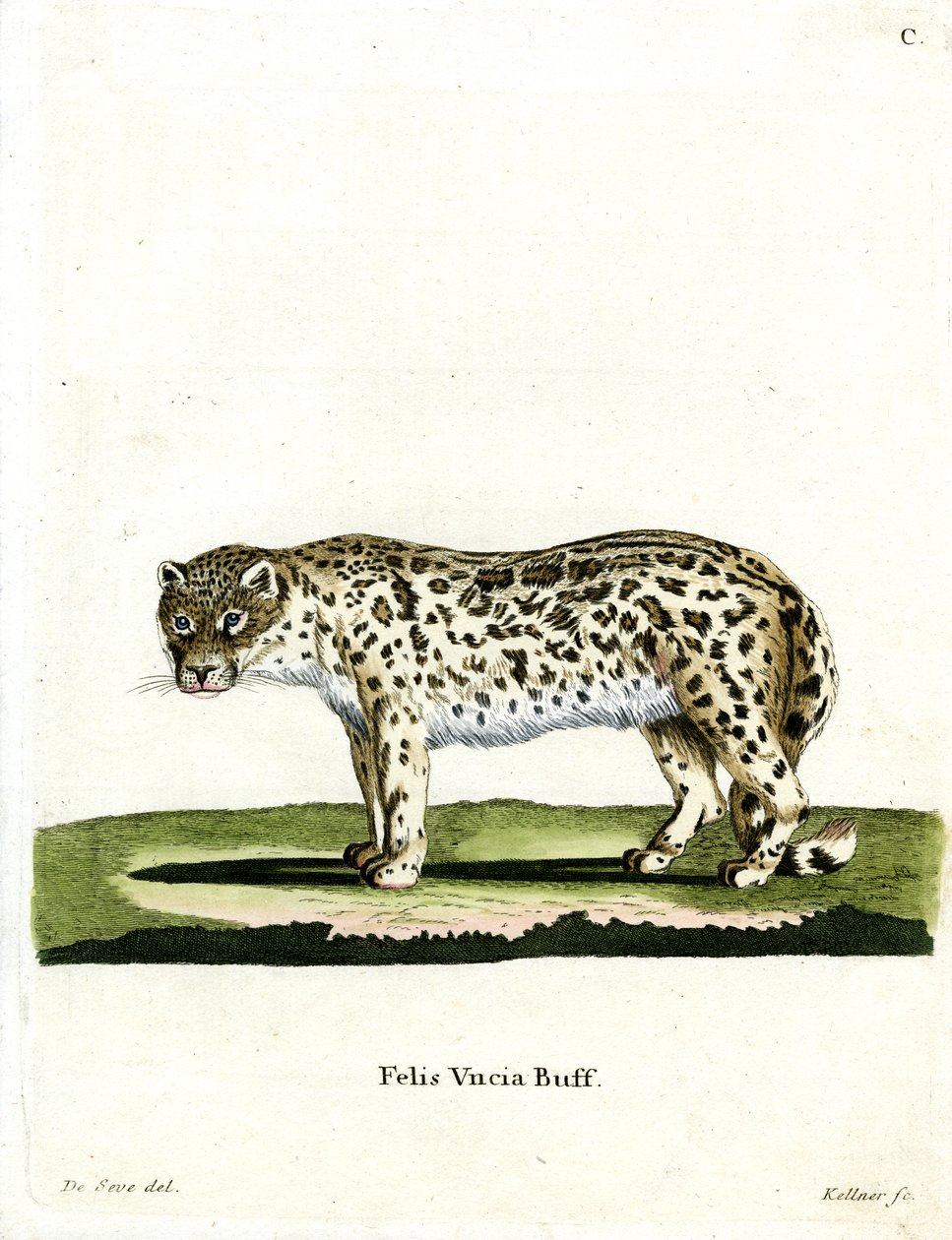 Snow Leopard (renkli gravür) by German School
