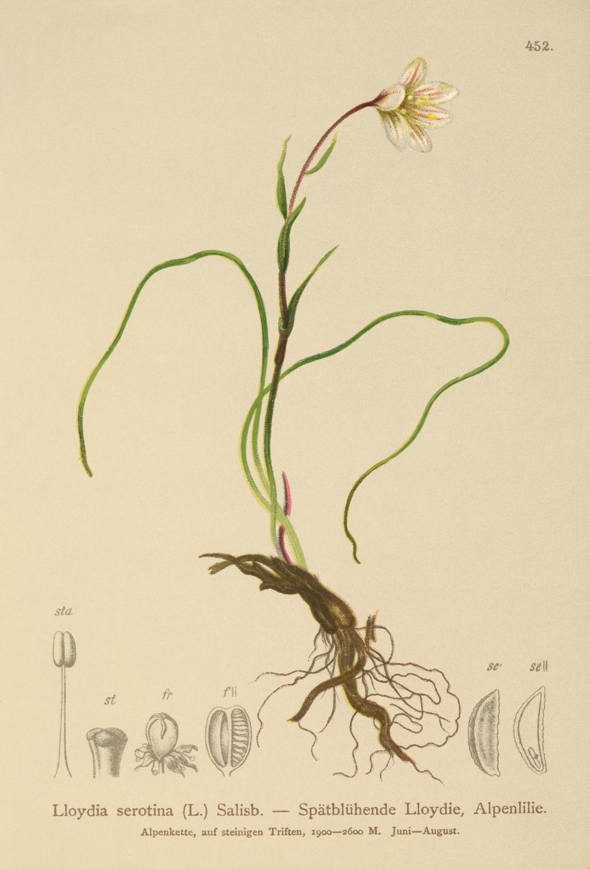 Snowdon Lily (Lloydia serotina, Gagea serotina, Lloydia alpina, Lloydia striata) by German School