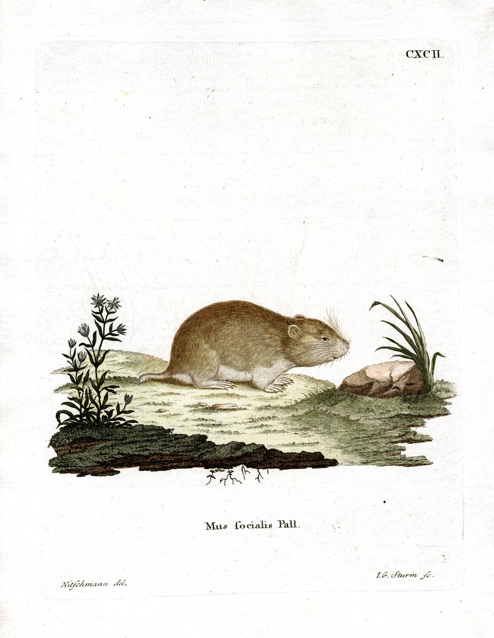 Social Vole (renkli gravür) by German School