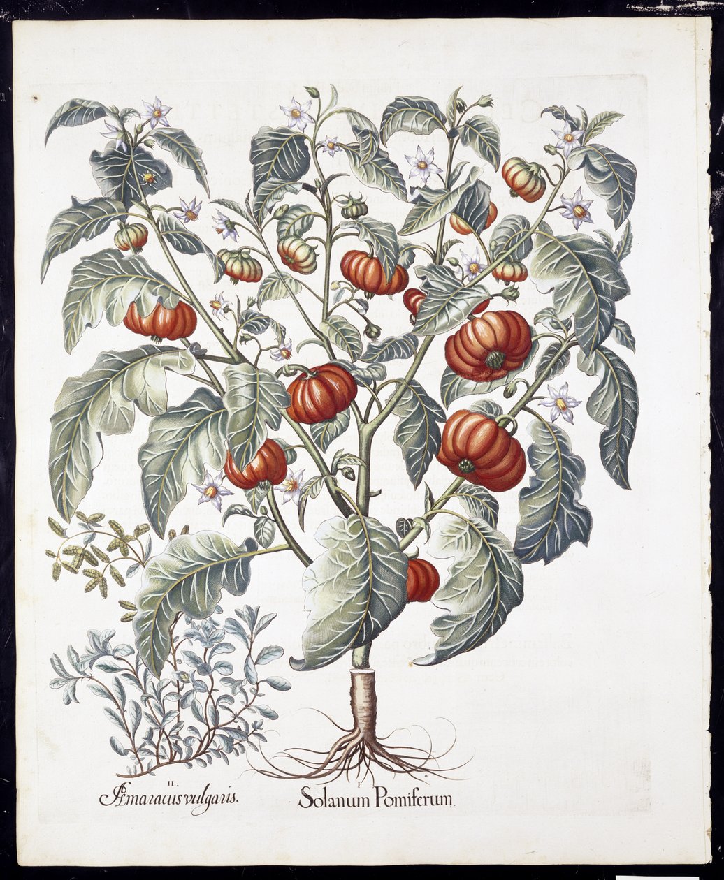Solanum Pomiferum, Hortus Eystettensis