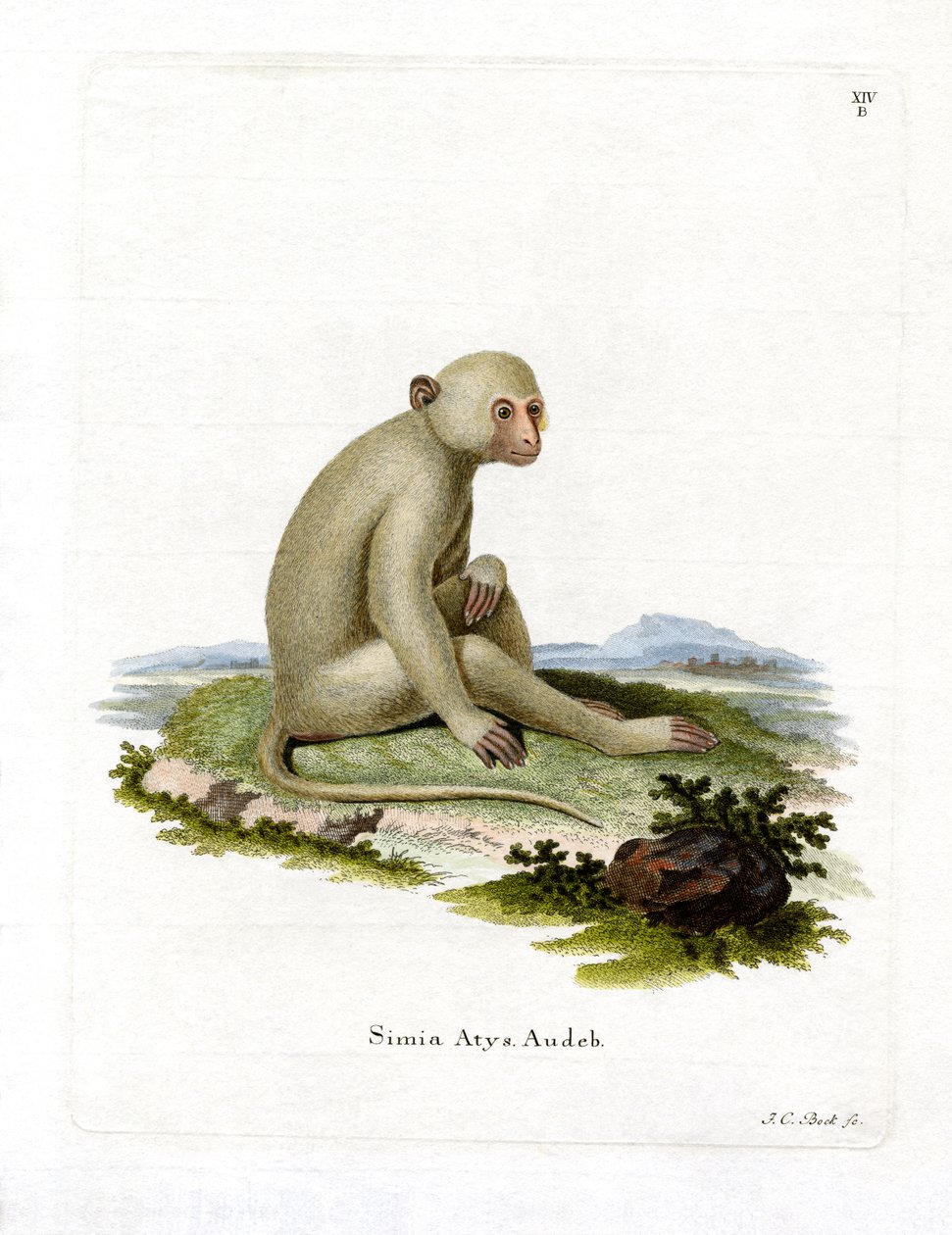 İsli Mangabey (renkli gravür) by German School