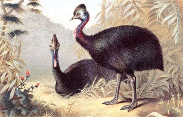 Güney Cassowary, "Brehms Tierleben: Allgemeine Kunde des Tierreichs", cilt 6, s.684, Bibliographisches Institut tarafından yayınlanan plaka by German School