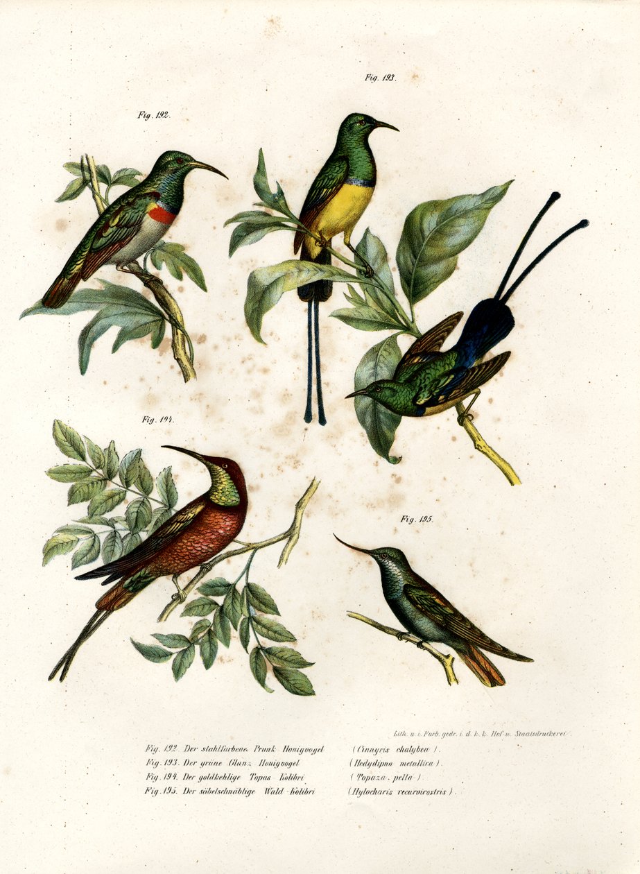 Güney Çift Yakalı Sunbird, 1864 by German School