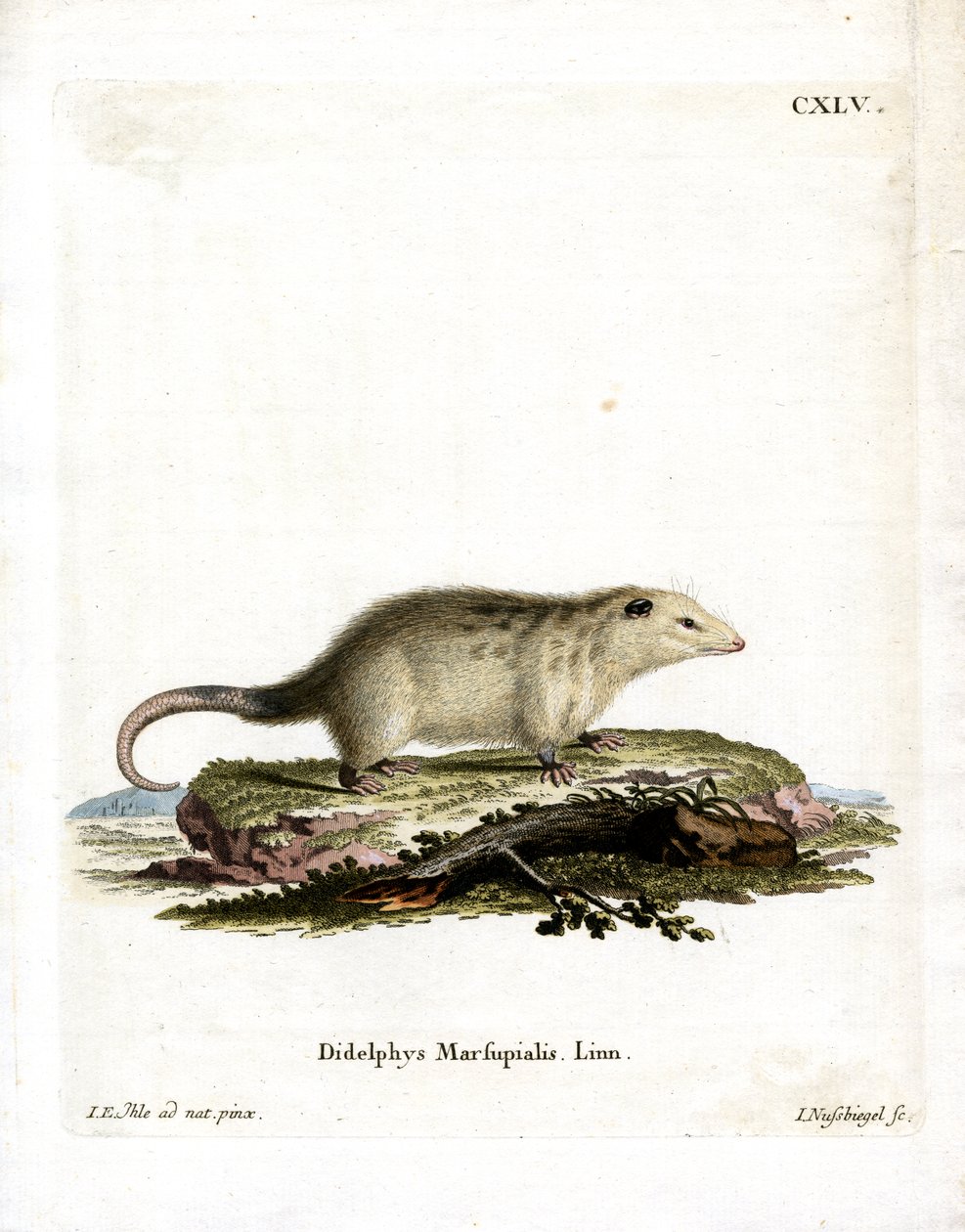 Güney Opossum (renkli gravür) by German School