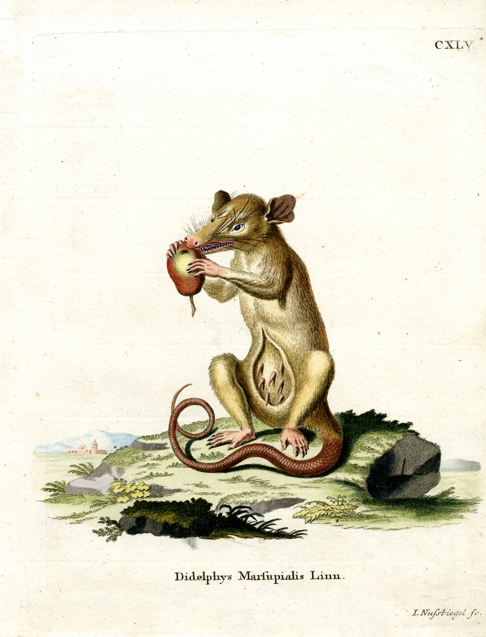 Güney Opossum (renkli gravür) by German School