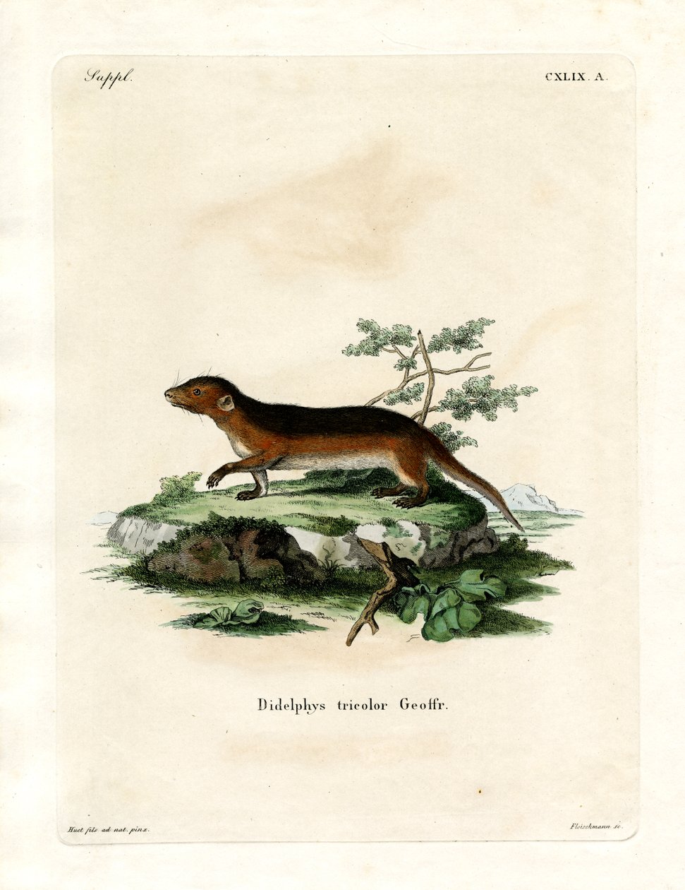 Güney Kırmızı Taraflı Opossum (renkli gravür) by German School