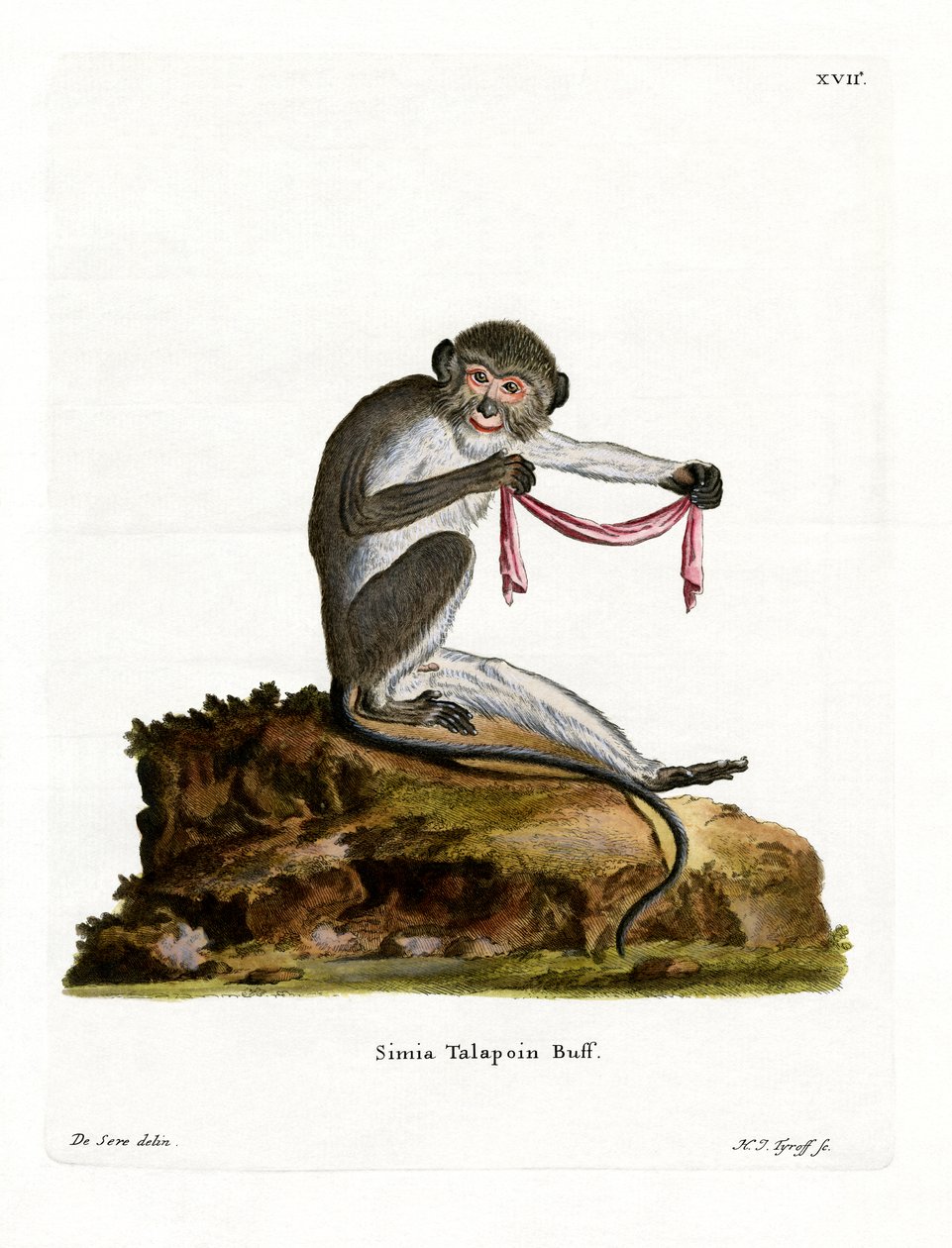 Güney Talapoin (renkli gravür) by German School