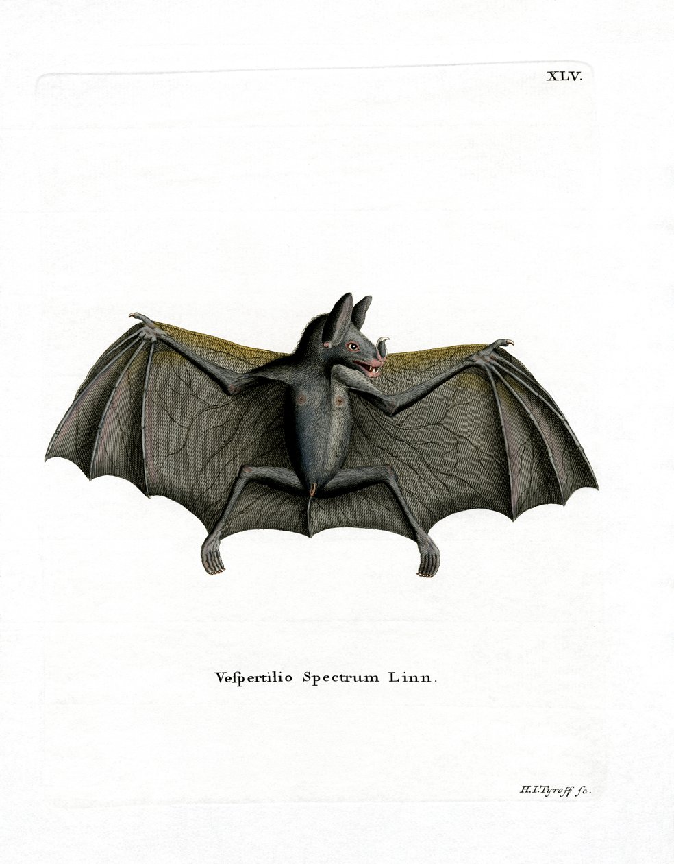 Spectral Bat (renkli gravür) by German School