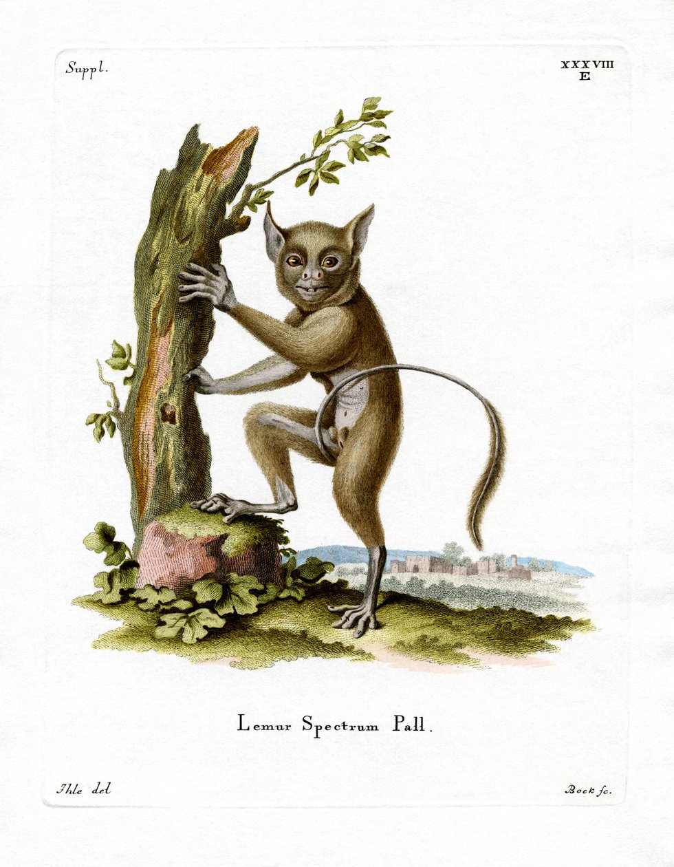 Spectral Tarsier (renkli gravür) by German School