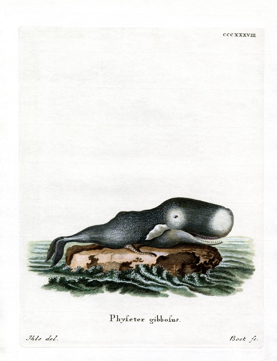 Sperm Balinası (renkli gravür) by German School
