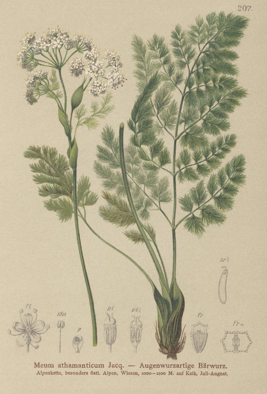 Spignel (Benim athamantiğim) by German School