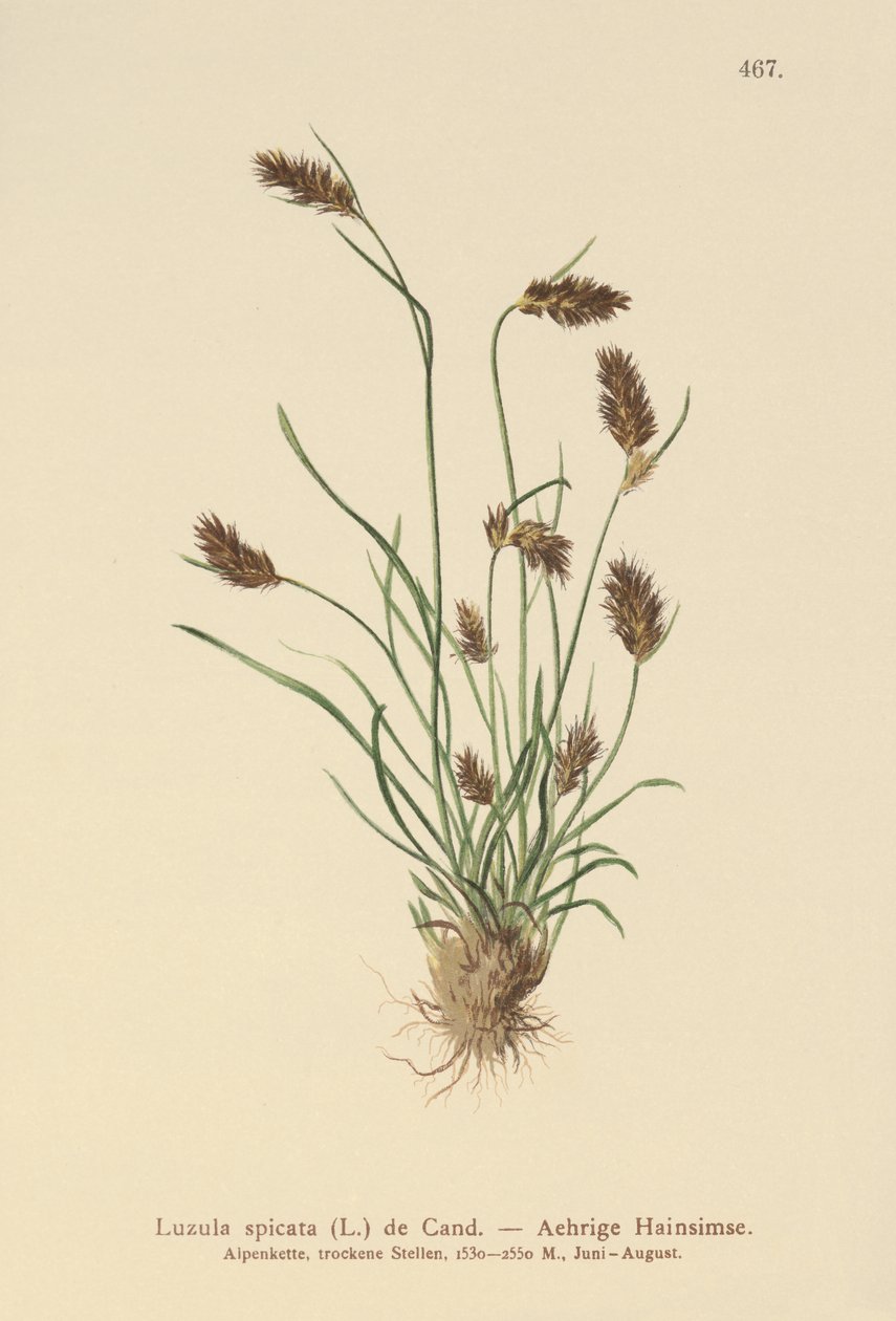 Çivili Odunsuyu (Luzula spicata) by German School