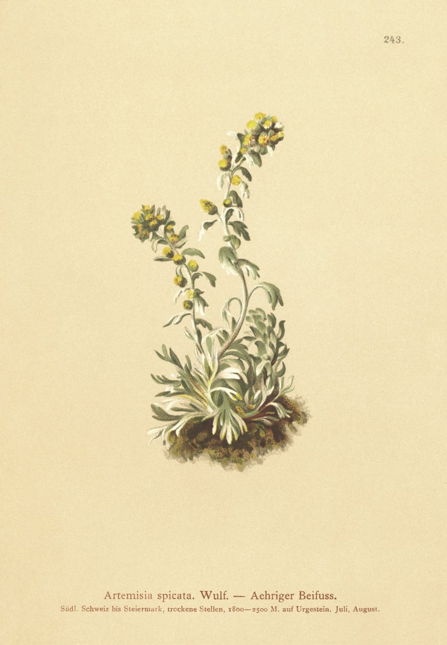 Çivili Pelin (Artemisia spicata, Artemisia bocconei, Artemisia genipi) by German School