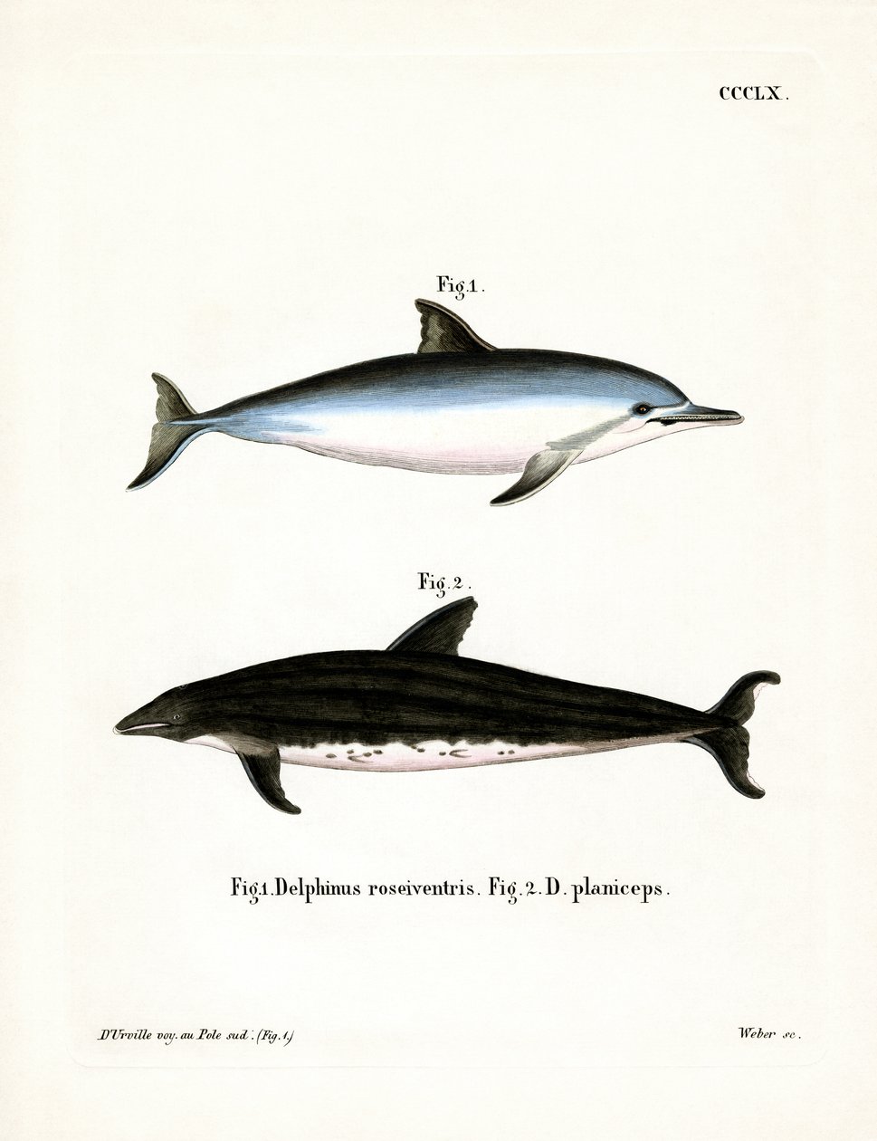 Spinner Dolphin (renkli gravür) by German School