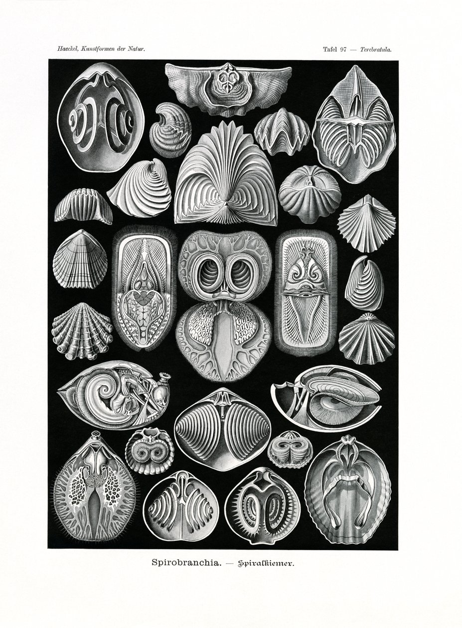 Spirobranchia, 1899-1904 by German School