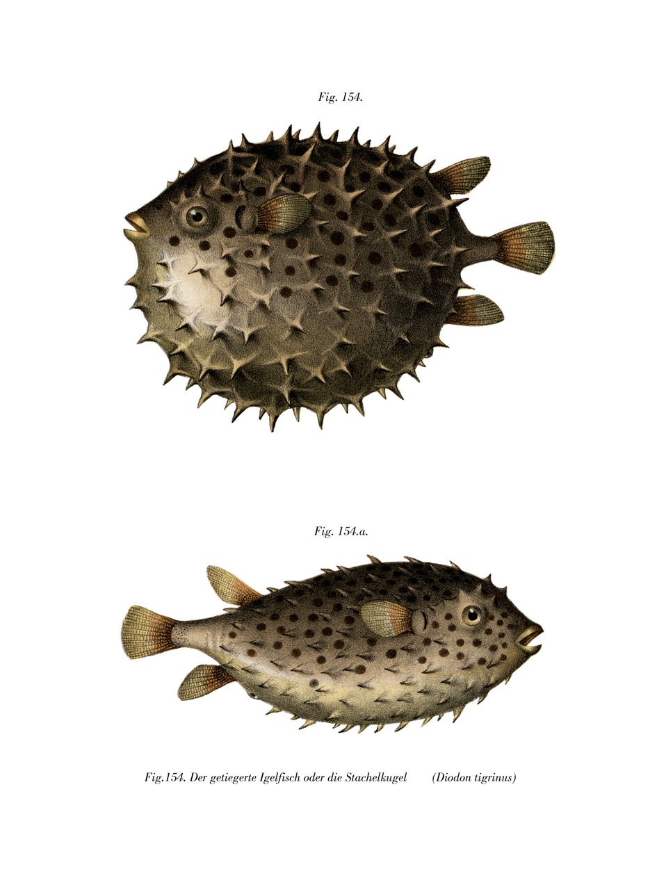 Spotfin Burrfish (renkli taş) by German School