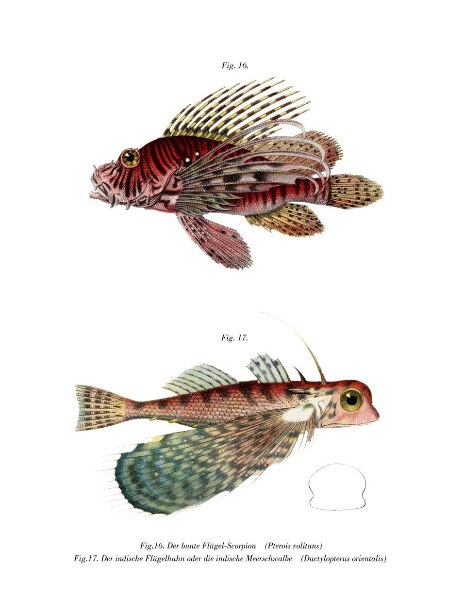 Spotfin Aslan Balığı (renkli taş) by German School