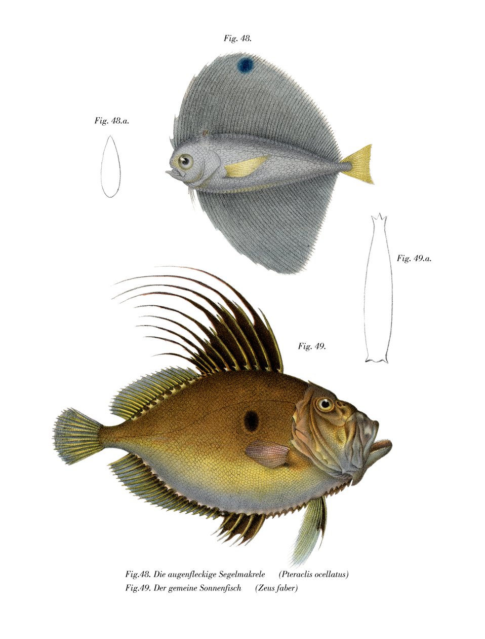 Benekli Fanfish (renkli taş) by German School