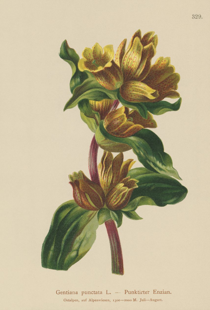 Benekli Centiyana (Gentiana punktata) by German School
