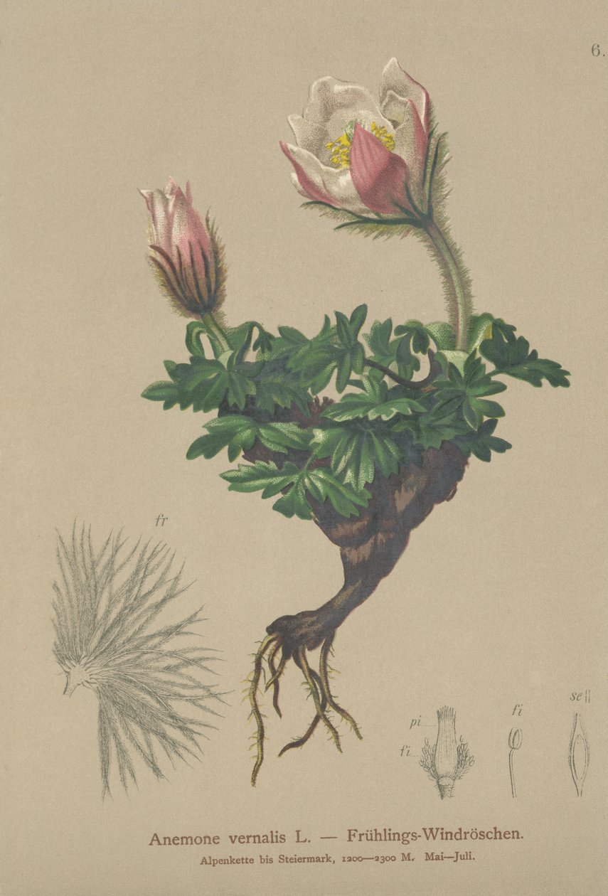 Bahar Anemon (Anemon vernalis, Pulsatilla vernalis) by German School