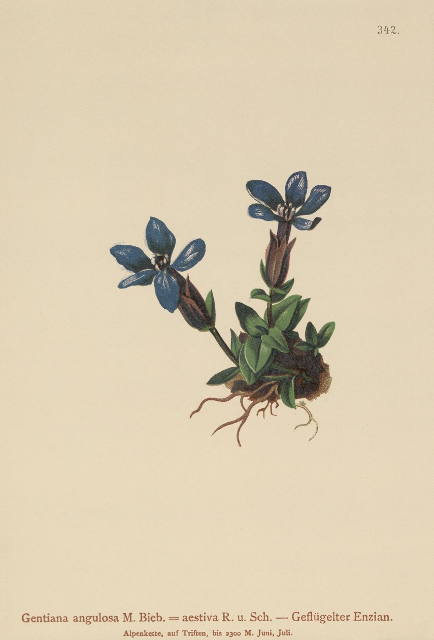 Bahar Gentian (Gentiana verna, Gentiana angulosa, Gentiana aestiva) by German School