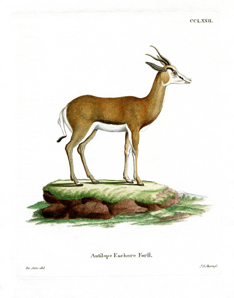 Springbok (renkli gravür) by German School