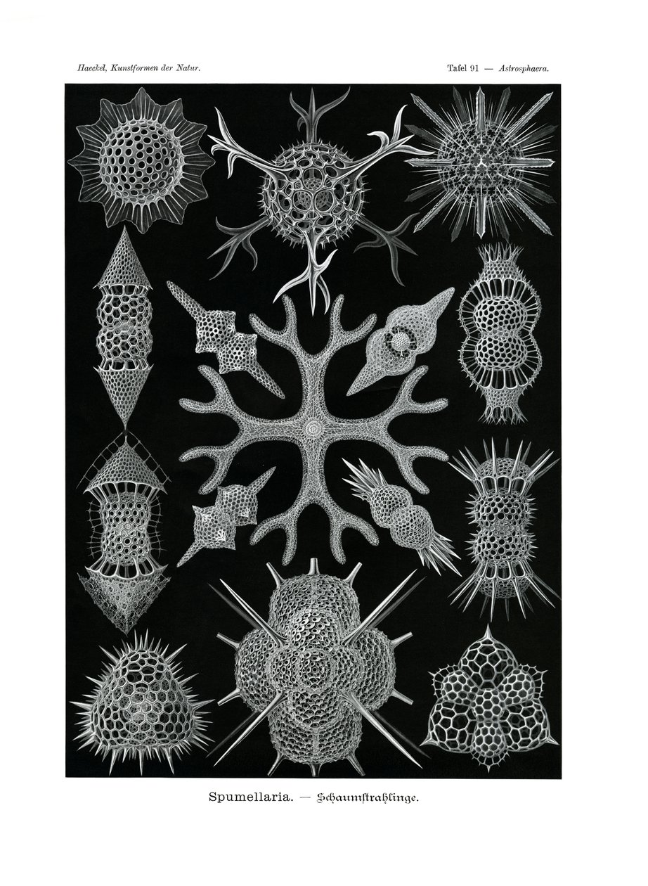 Spumellaria, 1899-1904 by German School