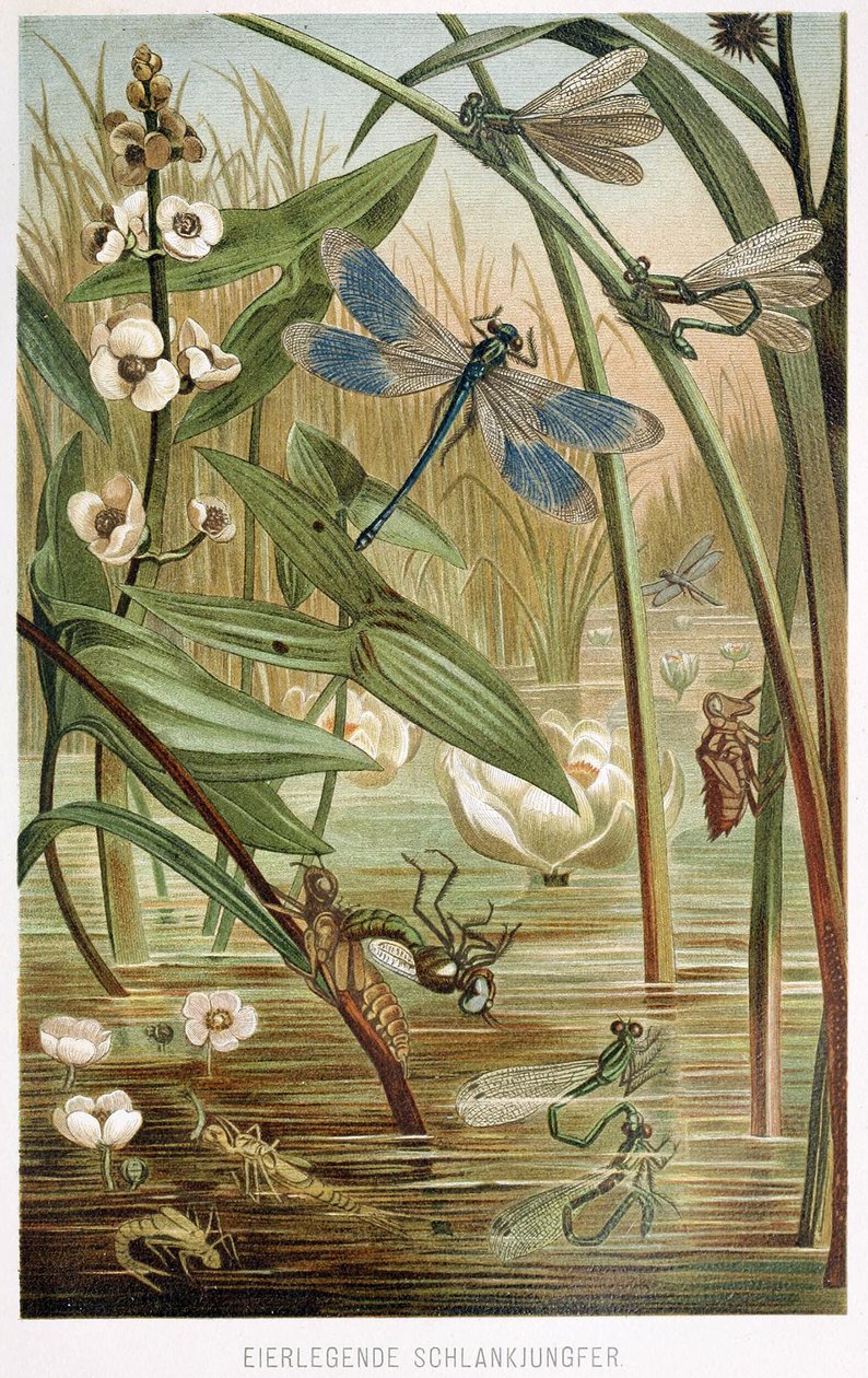 Bir Damselfly