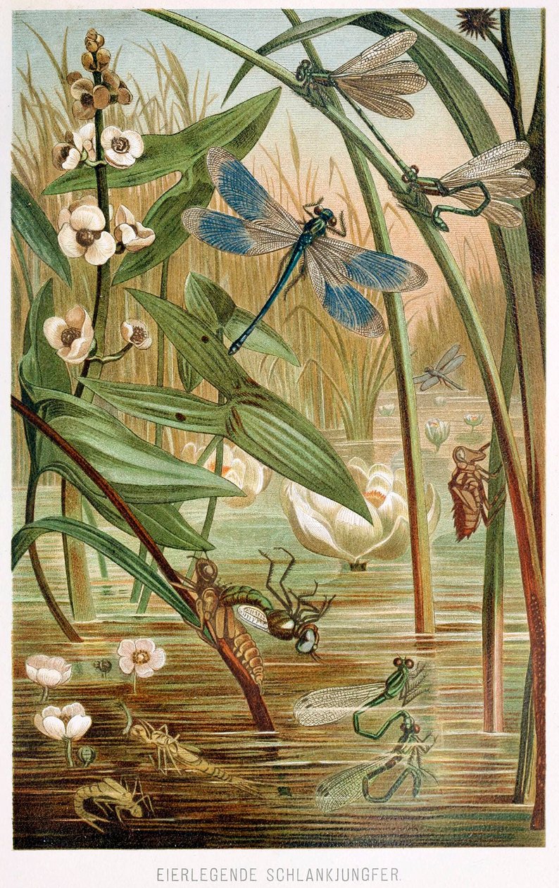 Bir Damselfly