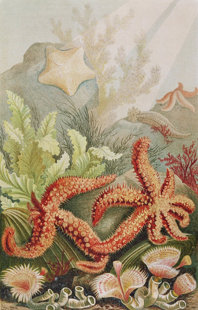 Denizyıldızı, Brehms Tierleben
