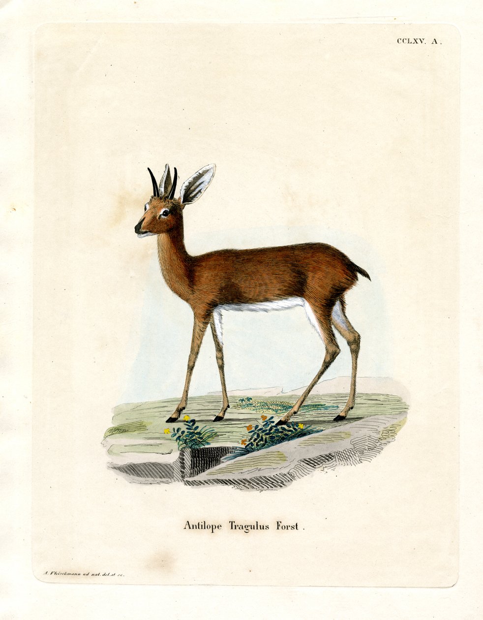 Steenbok (renkli gravür) by German School