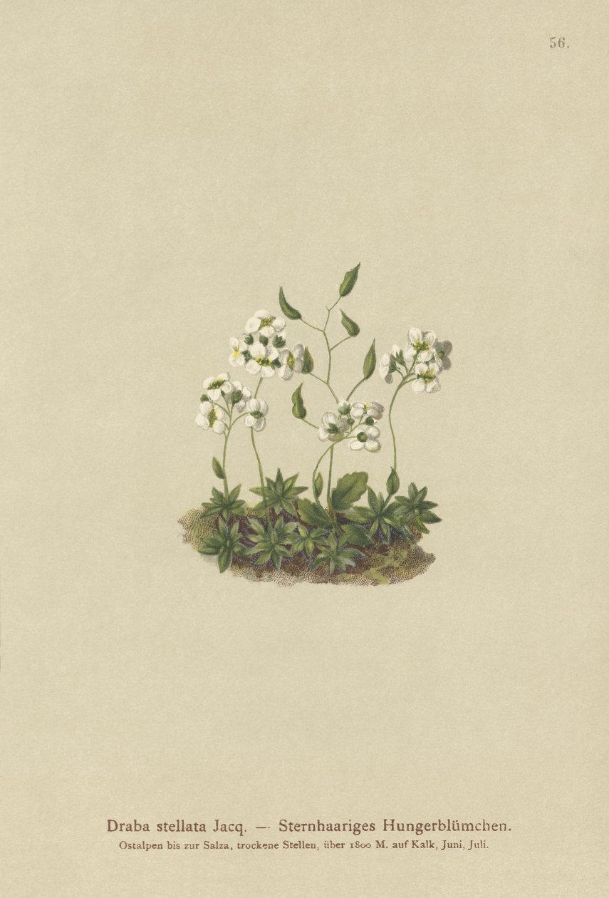 Yıldızlı Whitlow-çim (Draba stellata) by German School