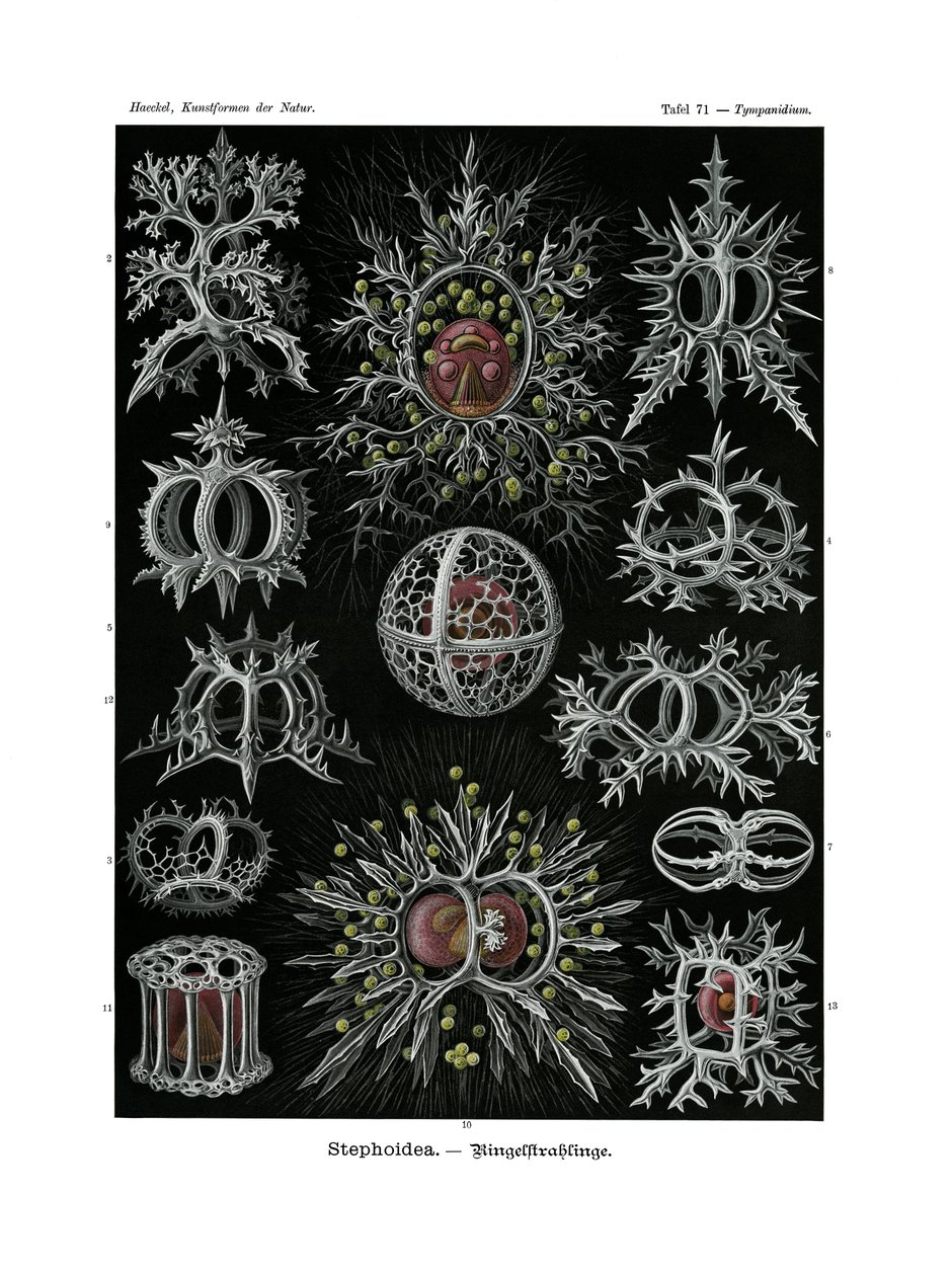 Stephoidea, 1899-1904 by German School