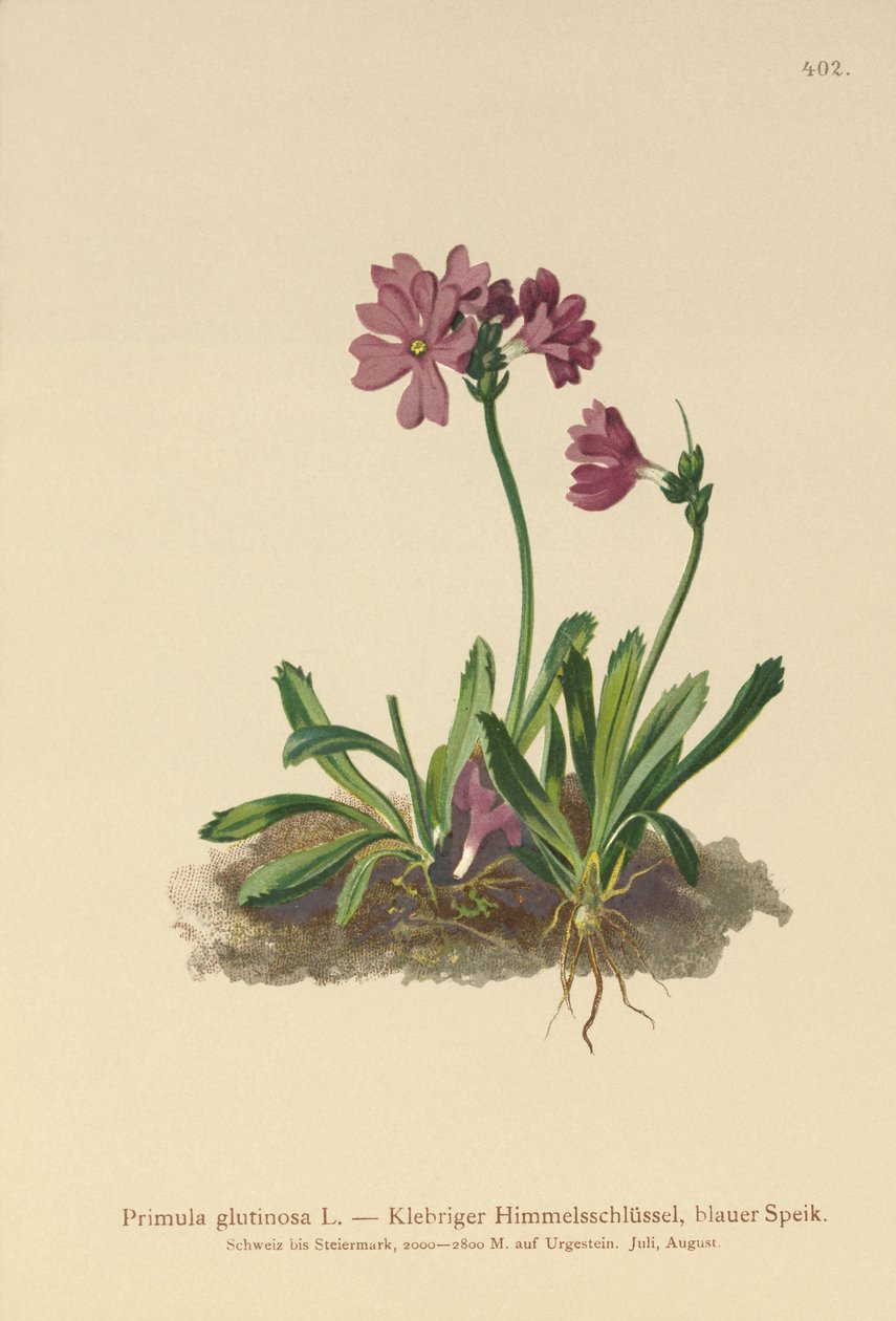 Yapışkan Primrose (Primula glutinosa) by German School