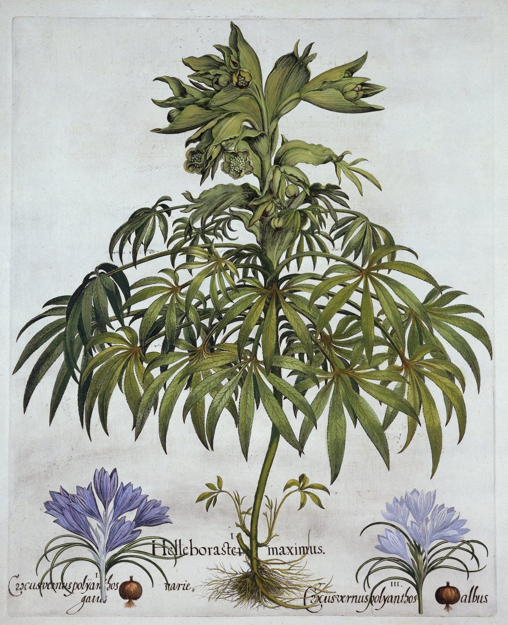 Stinking Hellebore ve Two Kinds of Crocus from Hortus Eystettensis, Basil Besler (1561-1629), pub. 1613 (el boyaması gravür) by German School
