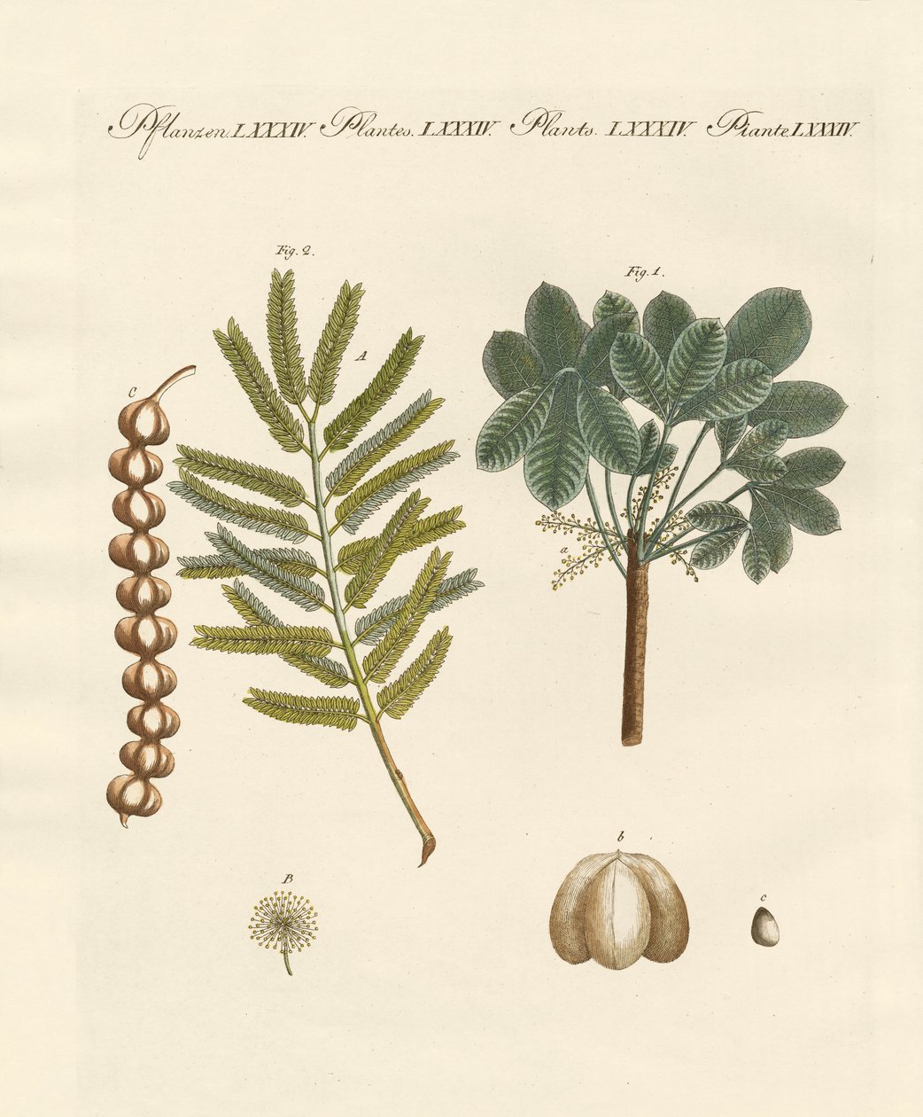 Garip ticari bitkiler by German School