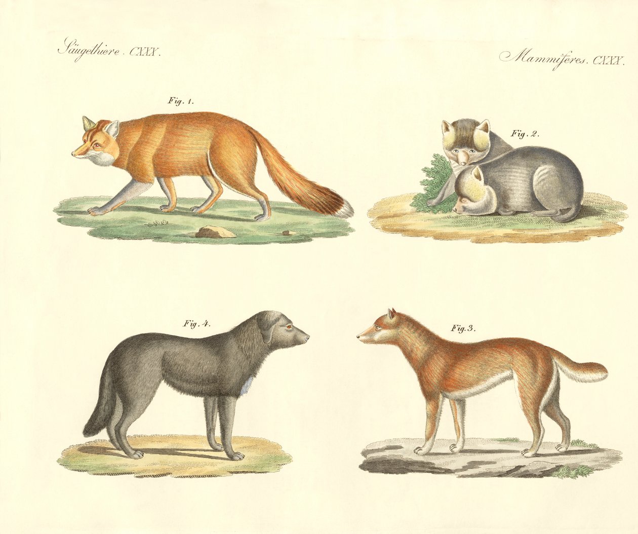 Garip köpekler ve tilkiler (renkli gravür) by German School