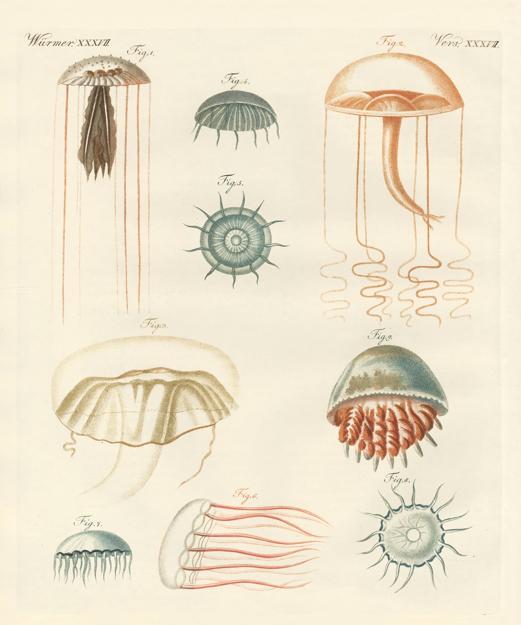 Garip medusalar (renkli gravür) by German School