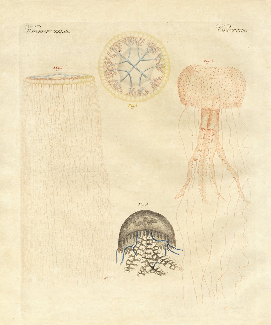 Garip medusalar (renkli gravür) by German School