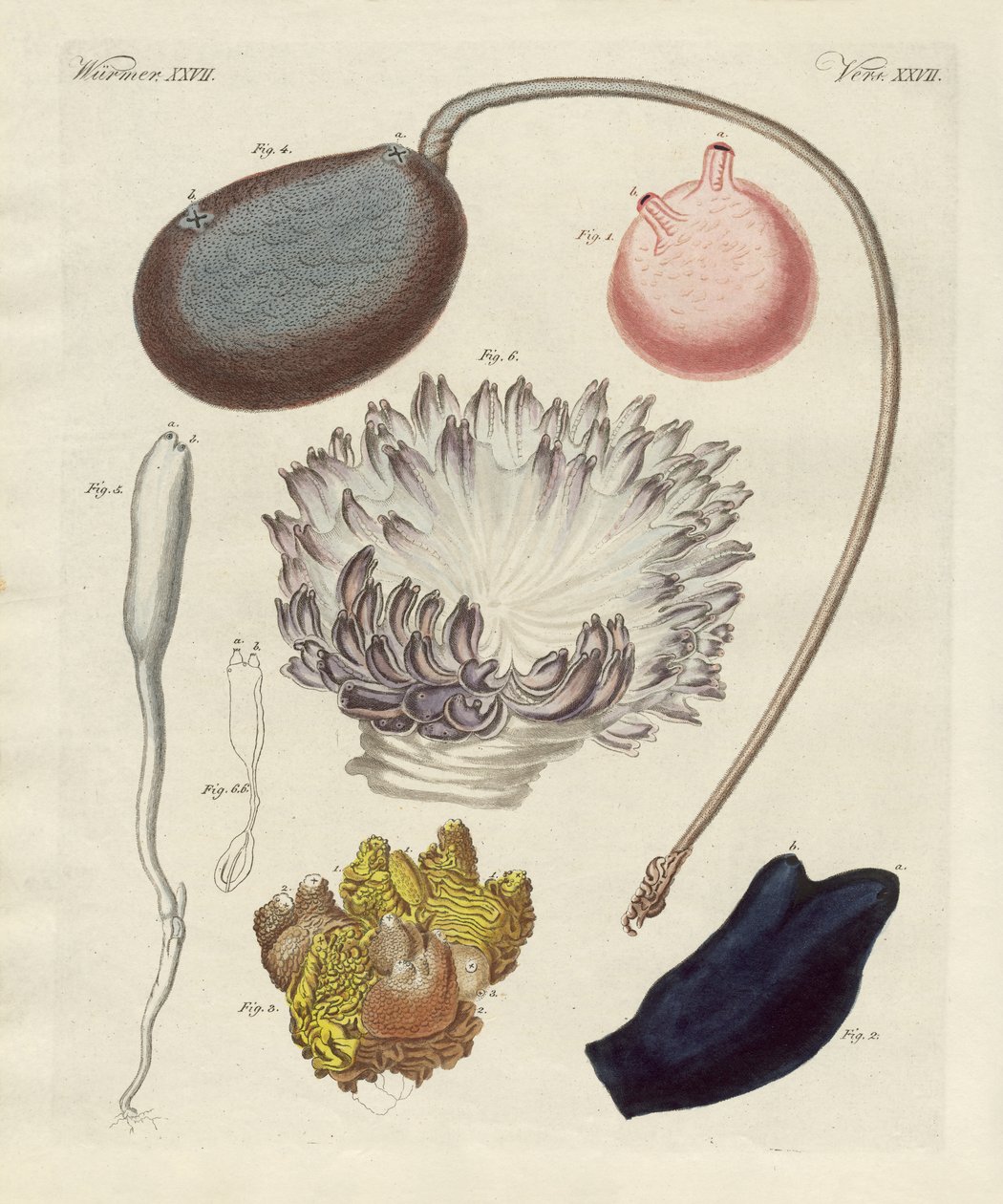 Garip yumuşakçalar (renkli gravür) by German School